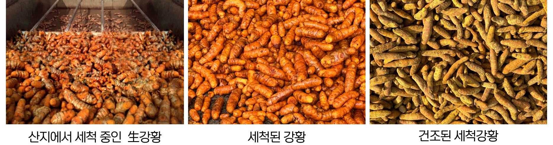 산지에서 세척 중인 생강황, 세척된 강황, 건조된 세척강황