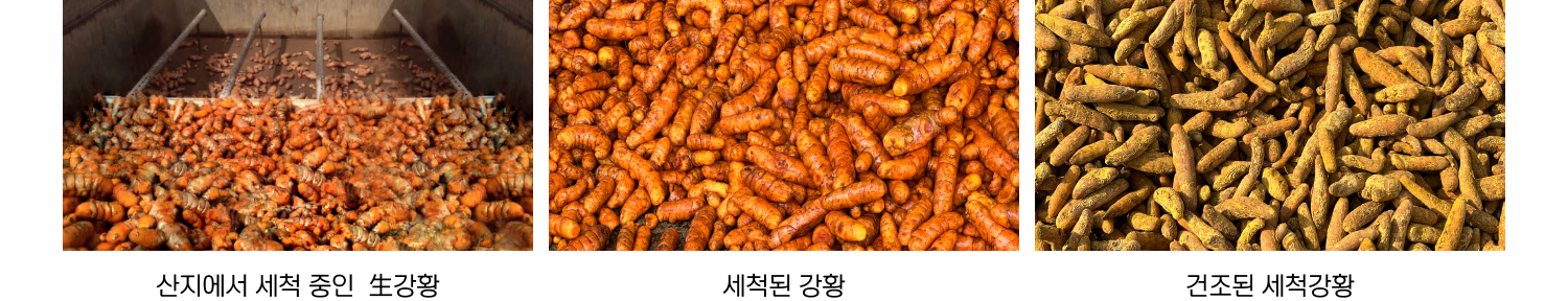 산지에서 세척 중인 생강황, 세척된 강황, 건조된 세척강황