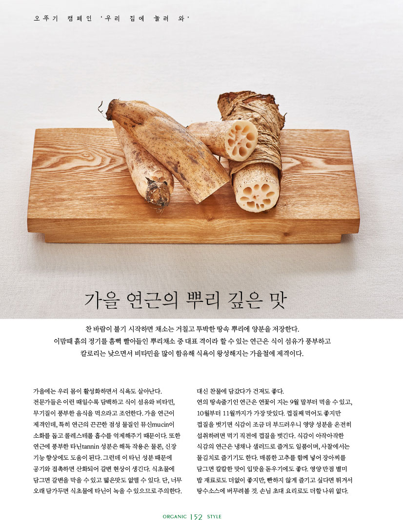 가을 연근의 뿌리 깊은 맛

찬 바람이 불기 시작하면 채소는 거칠고 투박한 땅속 뿌리에 양분을 저장한다.

이맘때 흙의 정기를 흠뻑 빨아들인 뿌리채소 중 대표 격이라 할 수 있는 연근은 식이 섬유가 풍부하고 칼로리는 낮으면서 비타민을 많이 함유해 식욕이 왕성해지는 가을철에 제격이다.



가을에는 우리 몸이 활성화하면서 식욕도 살아난다. 전문가들은 이런 때일수록 담백하고 식이 섬유와 비타민, 무기질이 풍부한 음식을 먹으라고 조언한다. 가을 연근이 제격인데, 특히 연근의 끈끈한 점성 물질인 뮤신mucin이 소화를 돕고 콜레스테롤 흡수를 억제해주기 때문이다. 또한 연근에 풍부한 타닌tannin 성분은 해독 작용은 물론, 신장 기능 향상에도 도움이 된다. 그런데 이 타닌 성분 때문에 공기와 접촉하면 산화되어 갈변 현상이 생긴다. 식초물에 담그면 갈변을 막을 수 있고 떫은맛도 없앨 수 있다. 단, 너무 오래 담가두면 식초물에 타닌이 녹을 수 있으므로 주의한다.

대신 찬물에 담갔다가 건져도 좋다. 연의땅속줄기인연근은연꽃이지는9월말부터먹을수있고, 10월부터 11월까지가 가장 맛있다. 껍질째 먹어도 좋지만 껍질을 벗기면 식감이 조금 더 부드러우니 영양 성분을 온전히 섭취하려면 먹기 직전에 껍질을 벗긴다. 식감이 아작아작한 식감의 연근은 냉채나 샐러드로 즐겨도 일품이며, 사찰에서는 물김치로 즐기기도 한다. 매콤한 고추를 함께 넣어 장아찌를 담그면 칼칼한 맛이 입맛을 돋우기에도 좋다. 영양 만점 별미 밥 재료로도 더없이 좋지만, 빤하지 않게 즐기고 싶다면 튀겨서 탕수소스에 버무려볼 것. 손님 초대 요리로도 더할 나위 없다.

