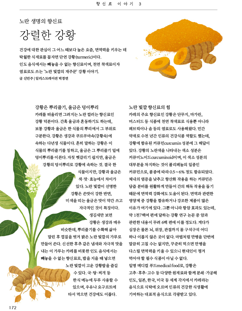 향신료 이야기3



노란 생명의 향신료 강렬한 강황

건강에 대한 관심이 그 어느 때보다 높은 요즘, 면역력을 키우는 데 탁월한 식재료를 꼽자면 단연 강황(turmeric)이다. 인도 음식에서는 빼놓을 수 없는 향신료이며, 천연 착색료이자 염료로도 쓰는 ‘노란 빛깔의 재주꾼’ 강황 이야기.

글 신민주 | 일러스트레이션 박경연





강황은 뿌리줄기, 울금은 덩이뿌리

카레를 떠올리면 그려지는 노란 컬러는 향신료인 강황 덕분이다. 간혹 울금과 혼동하기도 하는데, 보통 강황과 울금은 한 식물의 뿌리에서 그 부위로 구분한다. 강황은 생강과 쿠르쿠마속(강황속)에 속하는 다년생 식물이다. 흔히 말하는 강황은 이 식물의 뿌리줄기를 칭하고, 울금은 그 뿌리줄기 밑에 덩이뿌리를 이른다. 자칫 헷갈리기 쉽지만, 울금은 강황의 덩이뿌리로 강황에 속하는 것. 결국 한 식물이지만, 강황과 울금은 색·맛·효능에서 차이가 있다. 노란 빛깔이 선명한 강황은 쓴맛이 강한 반면, 미색을 띠는 울금은 맛이 약간 쓰고 자극적인 것이 특징이다.

생김새만 보면 강황은 생강과 매우 비슷한데, 뿌리줄기를 수확해 삶아 말린 후 껍질을 벗겨 밝은 노란 빛깔의 가루로 만들어 쓴다. 신선한 후추 같은 냄새와 자극적 맛을 내는 이 가루는 카레를 비롯한 인도 음식에서는 빼놓을 수 없는 향신료로, 밥을 지을 때 넣으면 노란 빛깔이 고운 강황밥을 즐길 수 있다. 국·탕·찌개 등 한식 메뉴에 두루 사용할 수 있으며, 우유나 요구르트에 타서 먹으면 건강에도 이롭다.



노란 빛깔 향신료의 힘

카레의 주요 향신료인 강황은 단무지, 마가린, 머스터드 등 식품에 천연 착색료로 식용뿐 아니라 패브릭이나 솜 등의 염료로도 사용해왔다. 민간 약재로 수천 년간 인류의 건강식품 역할도 했는데, 강황에 함유된 커큐민curcumin 성분에 그 해답이 있다. 강황의 노란색을 나타내는 색소 성분은 커큐미노이드curcuminoid이며, 이 색소 성분의 대부분을 차지하는 것이 폴리페놀의 일종인 커큐민으로, 품종에 따라 0.5∼6% 정도 함유되었다. 체내의 염증을 낮추고 항산화 작용을 하는 커큐민은 담즙 분비를 원활하게 만들어 간의 해독 작용을 돕기 때문에 면역력 강화에도 도움이 된다. 면역과 관련한 영양제 중 강황을 함유하거나 강조한 제품이 많은 이유가 여기에 있다. 그뿐 아니라 항암 효과도 있는데, 약 1천7백여 편에 달하는 강황 연구 논문 중 암과관련한 내용이 무려 6백 편에 이를 정도다. 게다가 심장은 물론 뇌, 위장, 관절까지 몸 구석구석 어디 하나 이롭지 않은 곳이 없다. 마법처럼 만병을 단번에 말끔히 고칠 수는 없지만, 꾸준히 먹으면 만병을 다스릴 면역력을 키울 수 있으니 현대인이 챙겨 먹어야 할 필수 식품이 아닐 수 없다. 일명 메디컬 푸드medical food로, 강황은 고추·후추·고수 등 다양한 원재료와 함께 분쇄·가공해 인도, 일본, 한국, 미국 등 세계 각지에서 카레라는 음식으로 식탁에 오르며 인류의 건강한 식생활에 기여하는 대표적 음식으로 각광받고 있다.