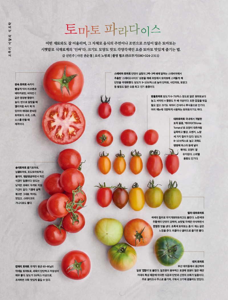 행복이 가득한 집 2022년 7월호



오뚜기 이달의 식도락 토마토 파라다이스

오뚜기 브랜드 스토리 국물에 진심인 한국인



토마토 파라다이스

어떤 재료와도 잘 어울리며, 그 자체로 음식의 주연이나 조연으로 쓰임이 많은 토마토는 시쳇말로 식재료계의 ‘인싸’다. 크기도 모양도 맛도 각양각색인 요즘 토마토 맛있게 즐기는 법.

글 신민주 | 사진 권순철 | 요리 노영희 | 촬영 협조 (주)오뚜기(080-024-2311)



완숙 토마토

속까지 빨갛게 익어 리코펜과 베타카로틴, 비타민 C 같은 영양분 함량이 높다. 반으로 잘랐을 때 젤리처럼 속이 꽉 차 있어야 제대로 완숙된 토마토다. 수프, 스튜, 소스를 만들 때 제격이다.



스테비아 토마토

단맛이 설탕의 2백~3백 배에 달하는 스테비아에서 추출한 ‘스테비오사이드’ 성분을 재배 과정에서 토마토에 스며들게 해 단맛을 극대화했다. 당도가 9~10브릭스로 높아 단마토, 샤인마토, 토망고 등 별칭도 많은 요즘 최고 인기 품종이다.



방울토마토

당도가 6~7브릭스 정도로 일반 토마토보다 높고, 비타민 A 함량도 두 배 이상이다. 또한 껍질을 벗길 필요 없고 크기도 작아서 간식이나 후식용으로 인기다. 여러 메뉴에 다양하게 사용하는 토마토이기도 하다.



대추토마토

국내에서 개발한 토착 품종, ‘케이티KT(Korea Tomato)’로 모양이 대추처럼 길쭉하고 빨강, 오렌지, 노랑 세 가지 컬러가 있다. 당도가 8~10브릭스로 높고 과육도 탱탱해 파스타 등에 넣어 볶아도 모양이 잘 유지된다. 스위텔 품종도 인기다.



컬러 대추토마토

색색의 컬러로 무지개토마토라고도 불린다. 노란색과 주황색이 단맛이 강하며, 보랏빛 자색은 아삭하면서 짭짤한 맛을 낸다. 초록색 토마토는 좀 더 채소 같은 느낌을 준다. 피클이나 샐러드로 즐기면 좋다.



대저 토마토

부산 대저동에서 생산하며 일명 ‘짭짤이’로 불린다. 일조량이 풍부하고 토양에 염분이 많은 해안 지대의 특성 때문에 아삭한 식감과 단맛과 신맛의 조화가 일품이다. 주로 샐러드나 주스로 즐기며, 구워서 고기에 곁들여도 맛있다.



캄파리 토마토

무게가 평균 60~80g의 칵테일 토마토로, 과육이 단단하고 저장성이 매우 좋다. 당도가 5브릭스 이상으로, 조리하면 더욱 맛있게 즐길 수 있다.



송이토마토

줄기토마토, 넝쿨토마토, 포도토마토하고 불리며, 탱글탱글하면서 차진 식감이 일품이다. 당도는 낮지만 과육이 두꺼워 저장 기간이 길다. 기름에 살짝 볶으면 그대로 먹어도 맛있고, 스테이크의 가니시로도 좋다.