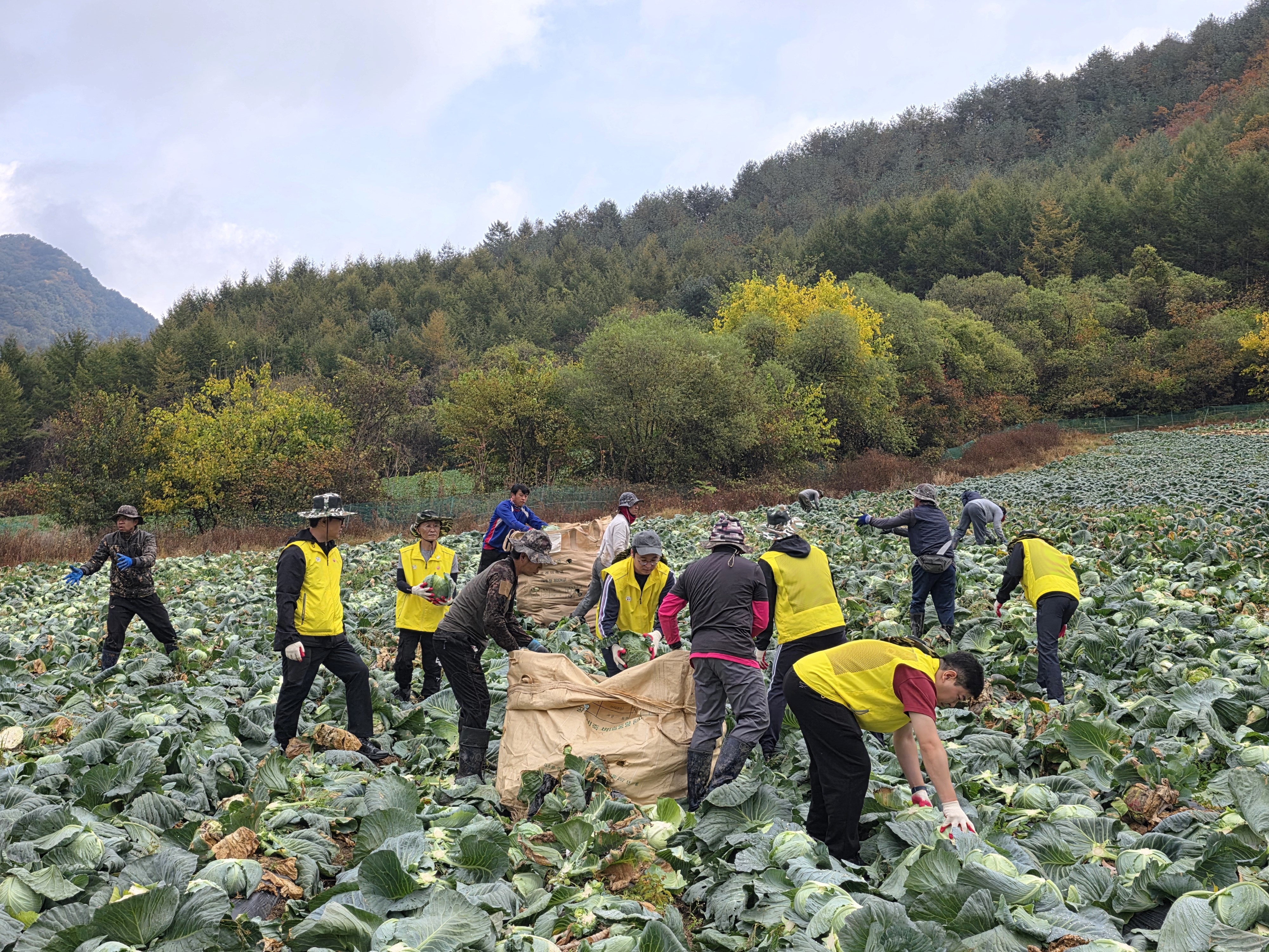 지난 16일 강원도 인제군 소재 양배추 농가에서 ㈜오뚜기 ‘한국농업 상생발전 TFT’ 구성원들이 양배추 수확 작업을 돕고 있다.